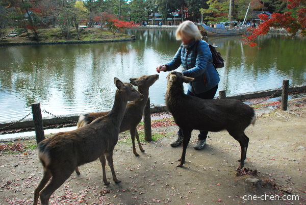 Feeding Deer @ Nara